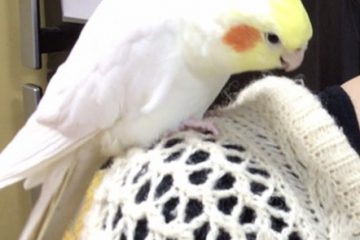 迷子インコ🐤探してます！！！！！