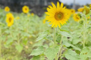 冬のひまわり🌻